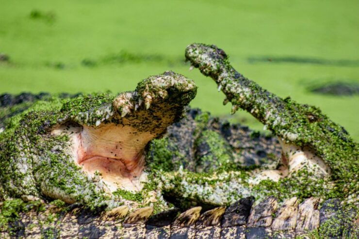 Broome: Matso's Brewery, Museum & Crocodile Park Combo Tour - Cancellation Policy & Booking