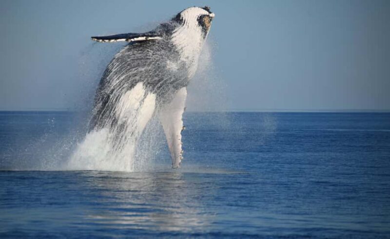 Broome Sunset & Whale Watching Cruise - An Honest Look at the Experience