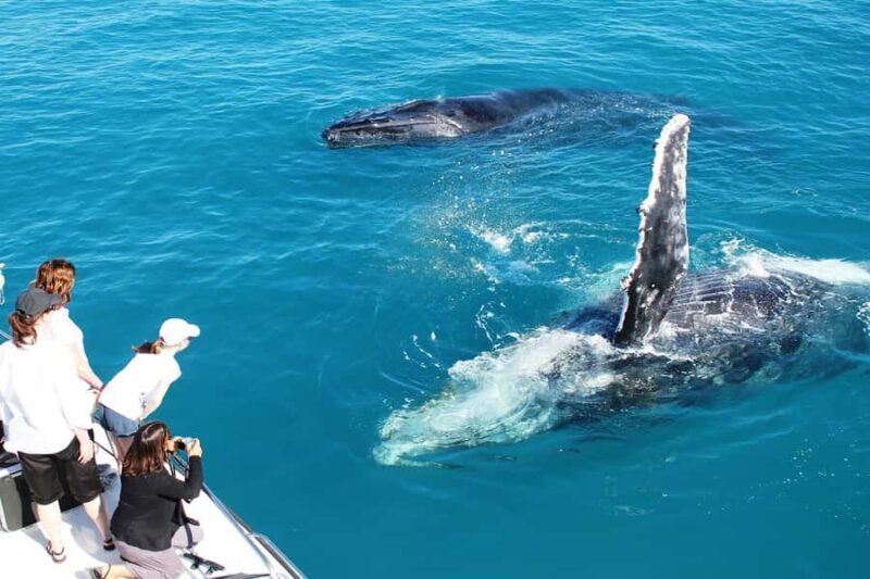 Broome: Whale Watching & Sunset Cruise - Good To Know