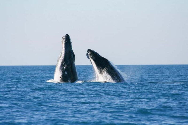 Broome: Whale Watching & Sunset Cruise - An In-Depth Look at the Broome Whale Watching & Sunset Cruise