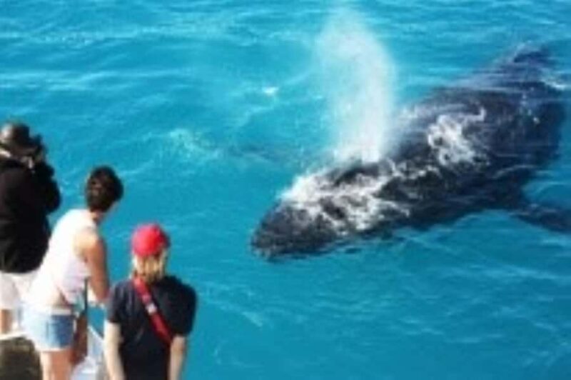 Broome: Whale Watching & Sunset Cruise - FAQ