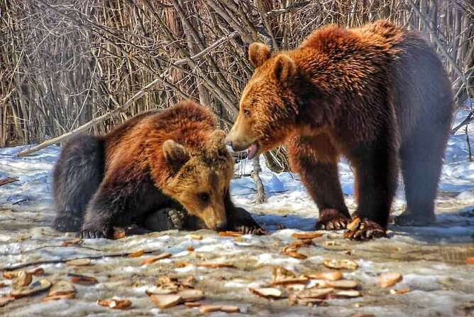 Brown Bear Sanctuary & Draculas Castle & Brasov - Private Tour From Bucharest - Tour Details