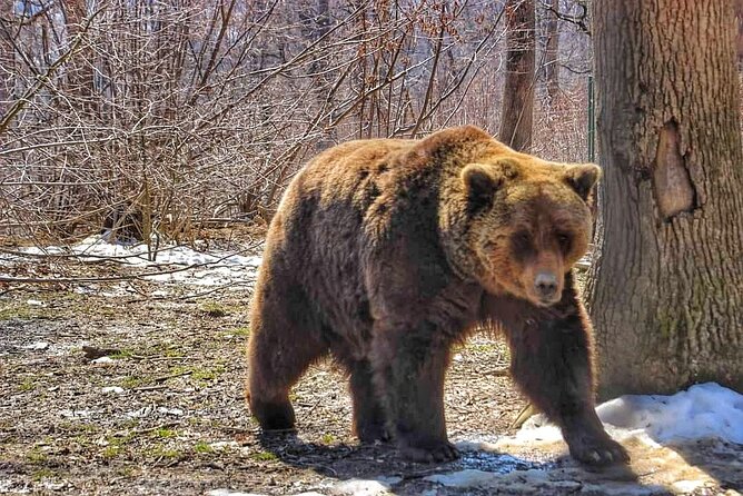 Brown Bear Sanctuary & Draculas Castle & Brasov - Private Tour From Bucharest - Tour Information