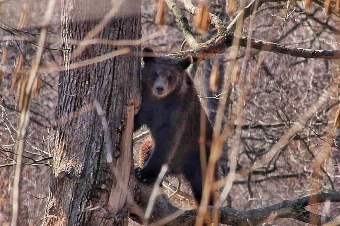 Brown Bear Sanctuary & Draculas Castle & Brasov - Private Tour From Bucharest - Reviews