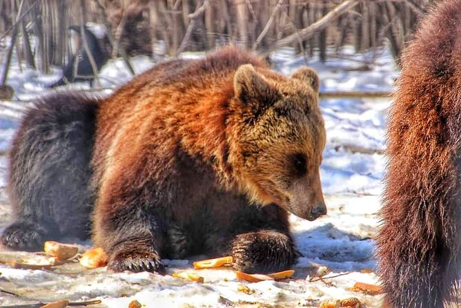 Brown Bear Sanctuary & Draculas Castle & Brasov - Private Tour From Bucharest - Frequently Asked Questions