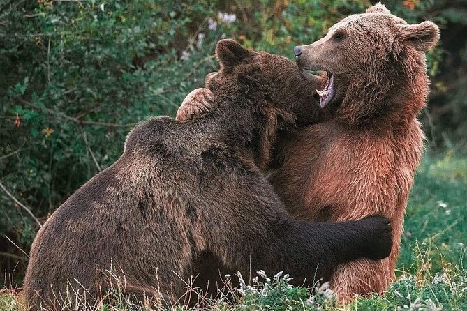 Brown Bear Sanctuary, Rasnov Fortress and Bran Castle Tour From Brasov - Tour Overview