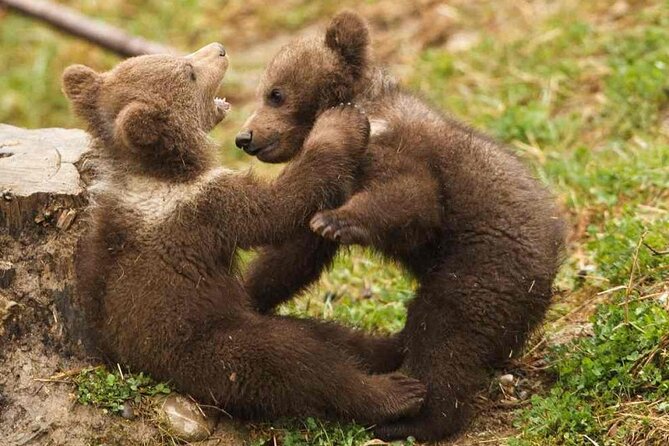 Brown Bear Watching Experience at the Bear Sanctuary - Children Restrictions