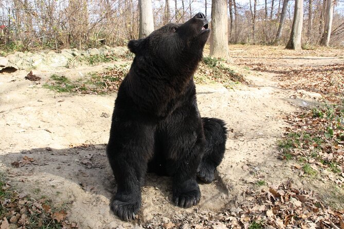 Brown Bear Watching Experience at the Bear Sanctuary - Weather and Refund Policy
