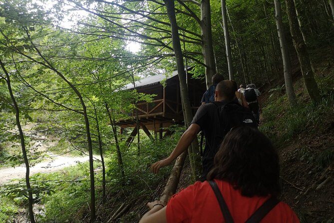 Brown Bears in the wild, no fence - Good To Know