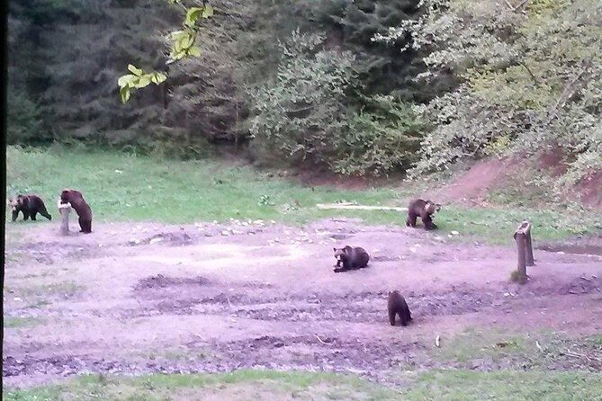 Brown Bears in the wild, no fence - The Real-World Benefits and Considerations