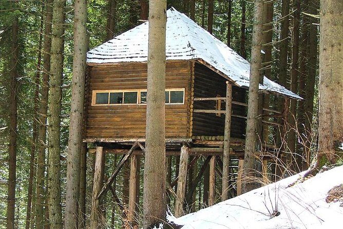 Brown Bears in the wild, no fence - The Sum Up: Is This Tour Worth Your Time?