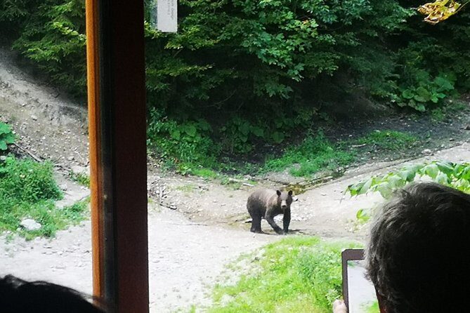 Brown Bears in the wild, no fence - FAQs