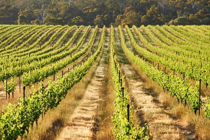 Brown Hill Winemakers Walk - Booking Information