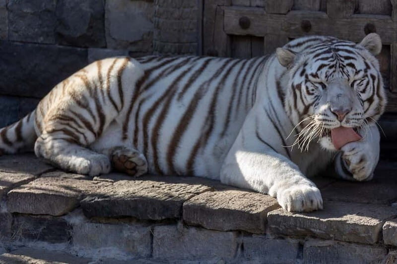 Brugelette: Pairi Daiza Zoo Entry Ticket - Good To Know