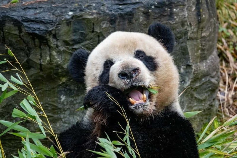 Brugelette: Pairi Daiza Zoo Entry Ticket - What You Can Expect During Your Visit