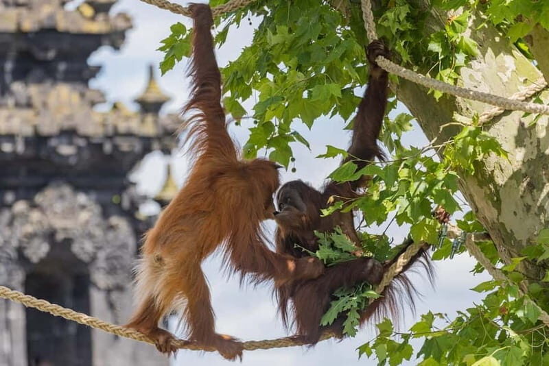 Brugelette: Pairi Daiza Zoo Entry Ticket - Pricing and Value