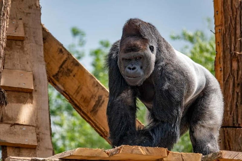 Brugelette: Pairi Daiza Zoo Entry Ticket - The Sum Up