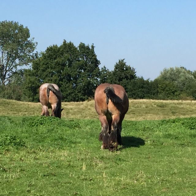 Bruges: Flatlands Guided Bike Tour - Free Cancellation and Flexible Payment