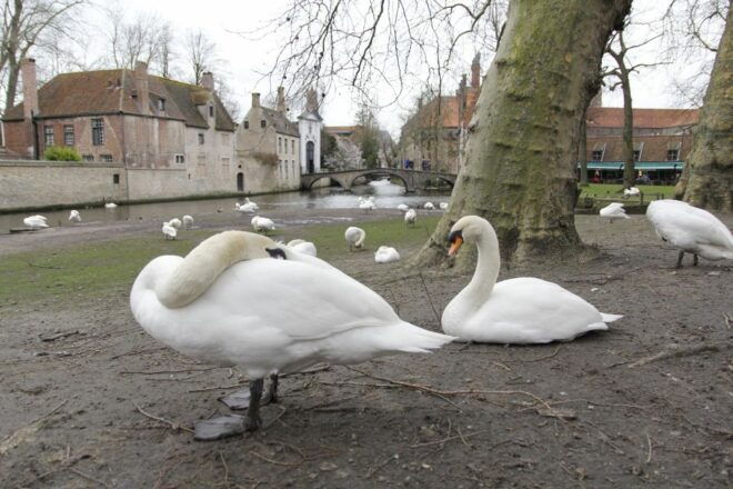 Bruges: Private Interactive Trivia City Tour - Full Description