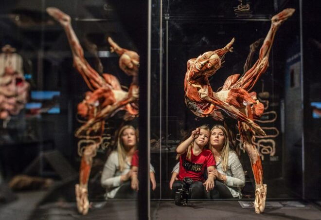 Bruges: Ticket to the Body Worlds Expo at the Oud Sint-Jan Site - Interactive and Educational Elements