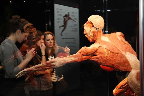 Bruges: Ticket to the Body Worlds Expo at the Oud Sint-Jan Site - Tips for an Enhanced Visit