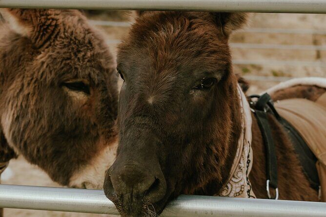 Brunch with Mini Rescue Burros in Southern California - Why This Tour Offers Great Value
