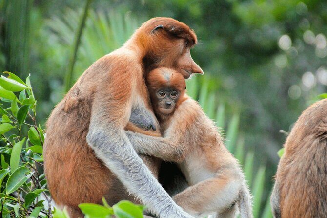 Brunei Mangrove River Safari - Good To Know