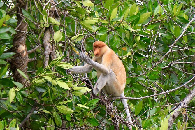 Brunei Mangrove River Safari - What to Expect on the Brunei Mangrove River Safari