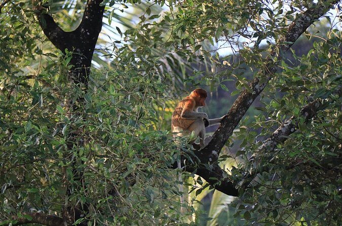 Brunei Mangrove River Safari - The Sum Up