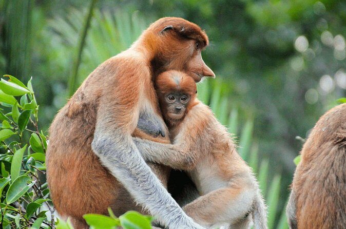 Brunei Mangrove River Safari - The Sum Up
