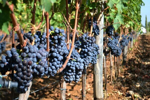 Brunello Montalcino Full-Day Wine Tour From Florence - The Sum Up