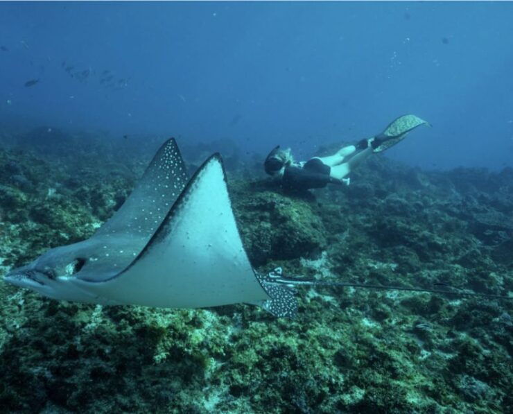 Brunswick Heads: Snorkeling Byron Bay Tour at Julian Rocks - Activity Details
