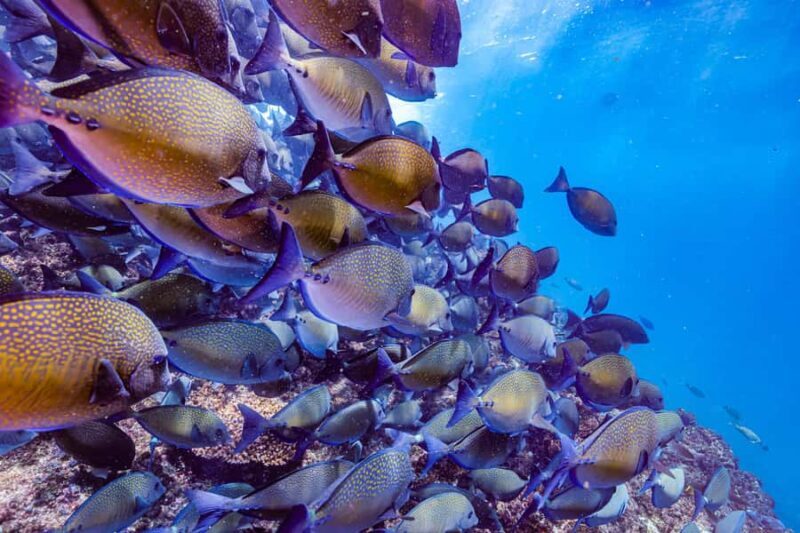 Brunswick Heads: Snorkelling in Byron Bay - Why This Tour Offers Great Value