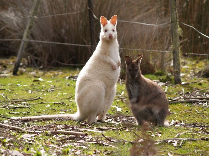 Bruny Island Food, Sightseeing and Exclusive Lighthouse Tour - From Hobart to Bruny by ferry
