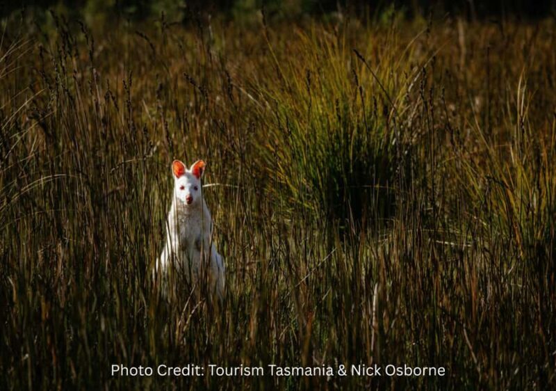 Bruny Island: Guided Sightseeing Tour (8hr Private Tour) - Frequently Asked Questions