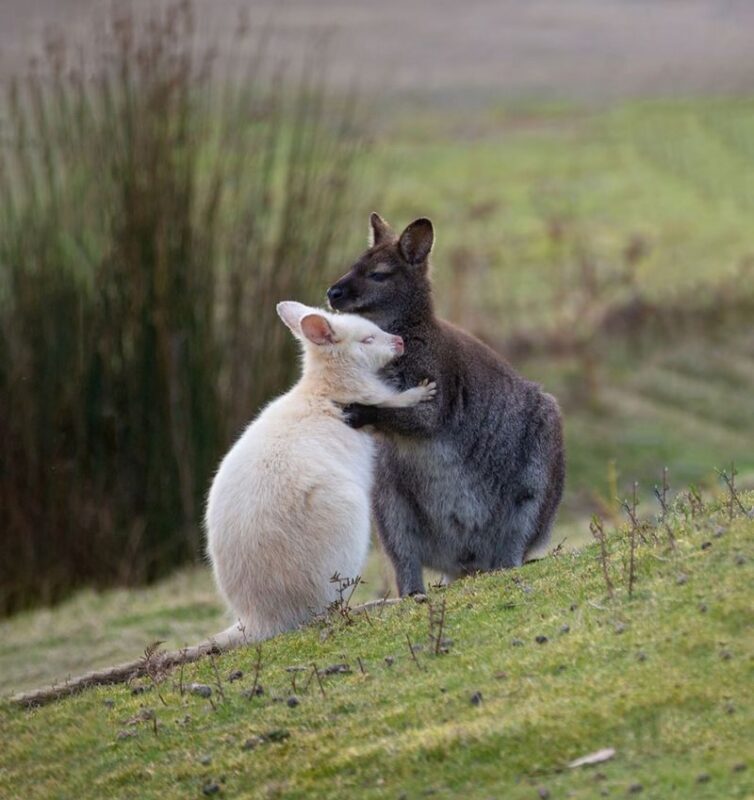 Bruny Island & Margate Train Full-Day Exploration Tour - The Neck: a view that explains Bruny