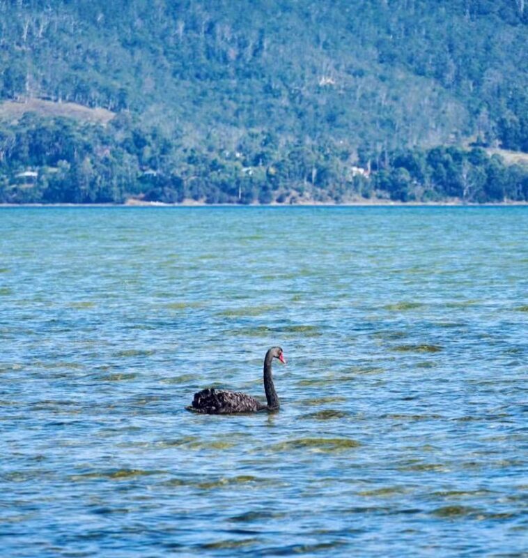 Bruny Island & Margate Train Full-Day Exploration Tour - Big Lagoon and the value of a flexible plan