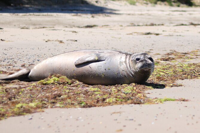 Bruny Island Small-Group Guided Tour From Hobart - Good To Know  
