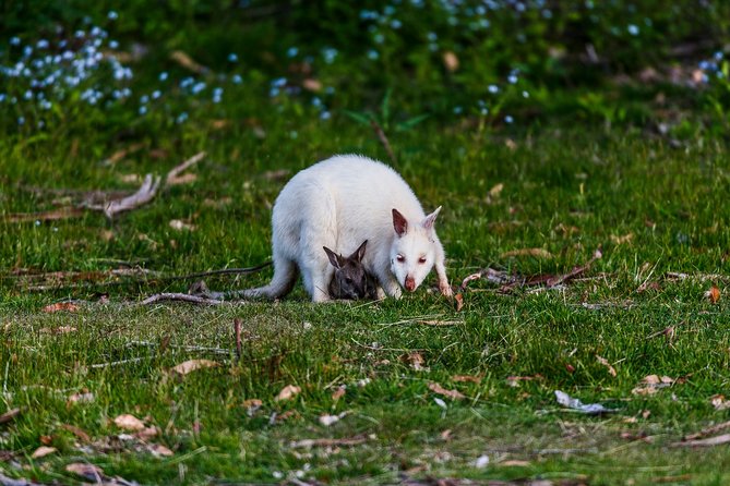 Bruny Island Traveller - Gourmet Tasting and Sightseeing Day Trip From Hobart - Meeting Point and Hotel Pickup