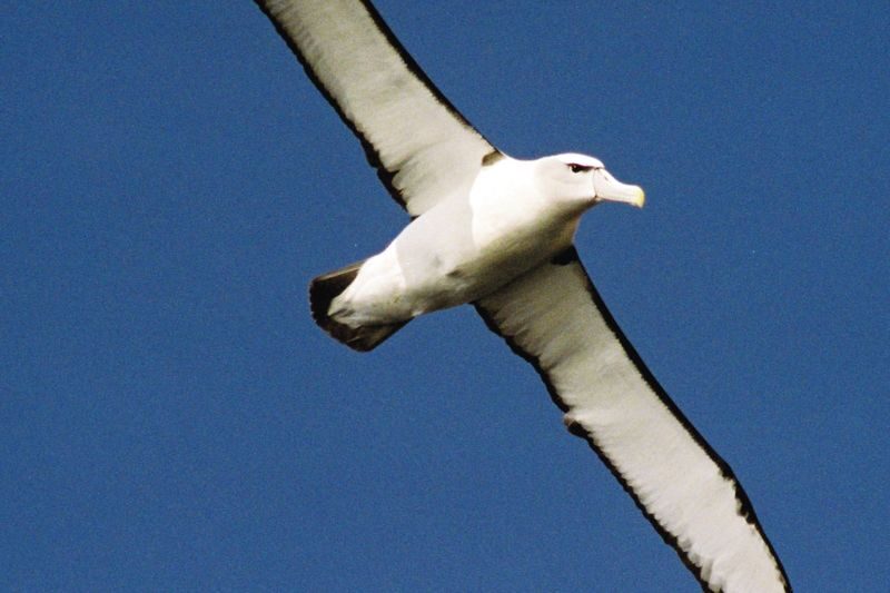Bruny Island Wilderness Cruise Day Tour from Hobart or Kettering - Hobart or Kettering: choose your starting point