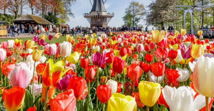 Brussels: Full-day Holland Guided Keukenhof & Windmills Tour - Zaanse Schans Windmill Village
