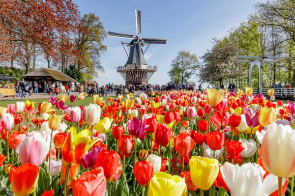 Brussels: Full-day Holland Guided Keukenhof & Windmills Tour - Themed Gardens and Majestic Trees