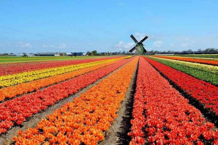 Brussels: Keukenhof, Tulips, and Delft Day Trip - Overview of the Day Trip