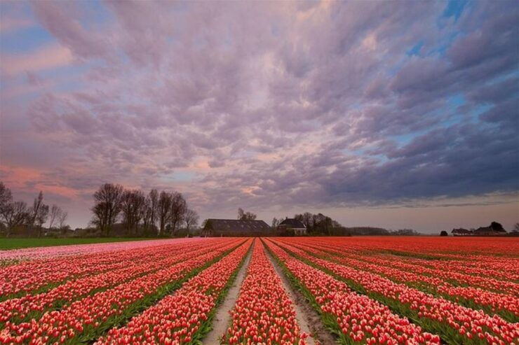 Brussels: Keukenhof, Tulips, and Delft Day Trip - Experience