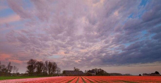 Brussels: Keukenhof, Tulips, and Delft Day Trip - Highlights