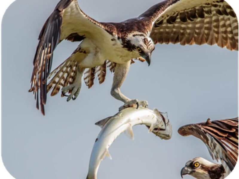 Bryce Canyon: 2-Hour, 4-Seat or 5-Seat ATV Rental - The Sum Up