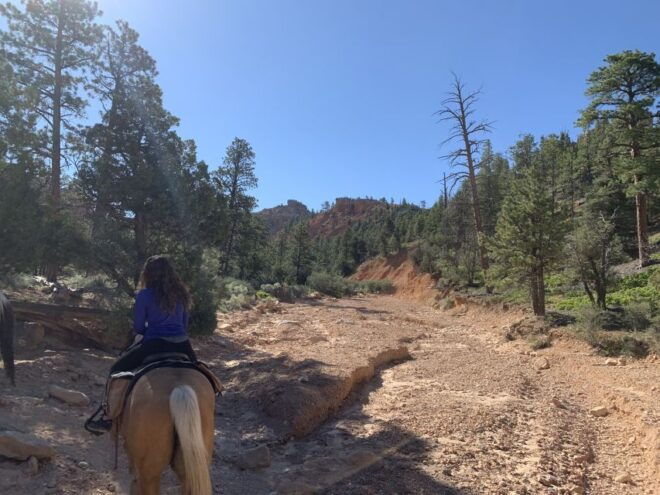 Bryce Canyon City: Horseback Riding Tour in Red Canyon - Common Questions