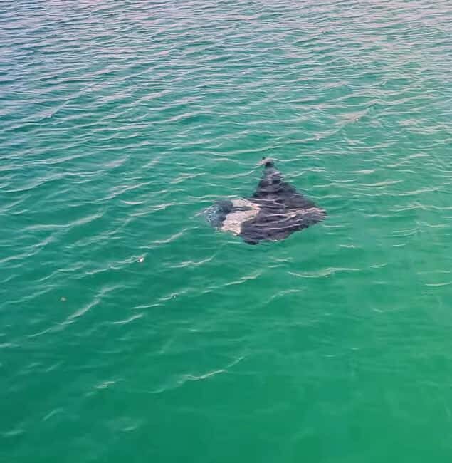 Buccoo Reef Nylon Pool Tour - Captain Phillips - Final Thoughts: Is It Worth It?