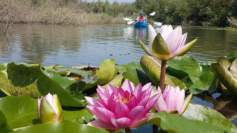 Bucharest: Arges River Kayaking Tour with Transfers - Final Thoughts: Who Will Love This Experience?