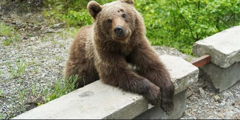 Bucharest: Bear Watching Tour and Top Gear Road Day Trip - Good To Know